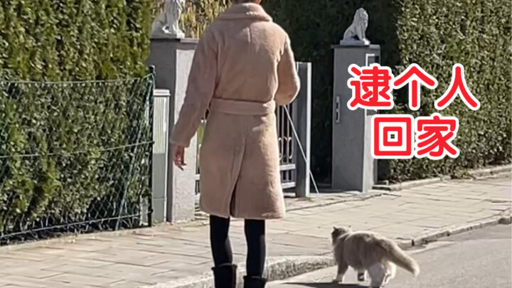 Apa mungkin kucing di rumahku seorang sindikat penculik anak?