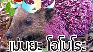 กำเนิดเม่นยะ