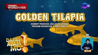 Golden tilapia, perwisyo ang hatid sa mga mangingisda sa Laguna | Dapat Alam Mo!