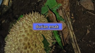 mencari durian solo camp