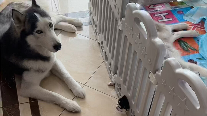 Eh, ngapain aja sih? Cepet selamatin anjingnya!