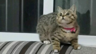 Saat Mengetahui Kucing Punya Fobia, Sakelar Baru Telah Dihidupkan