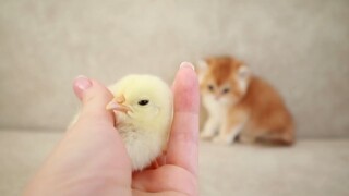 Kittens Play with a tiny chicken ll cute cat