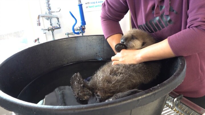 Joey the Otter Cub’s Daily Life
