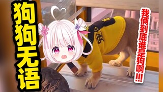 狗狗被背锅了是真的会无语的！！！