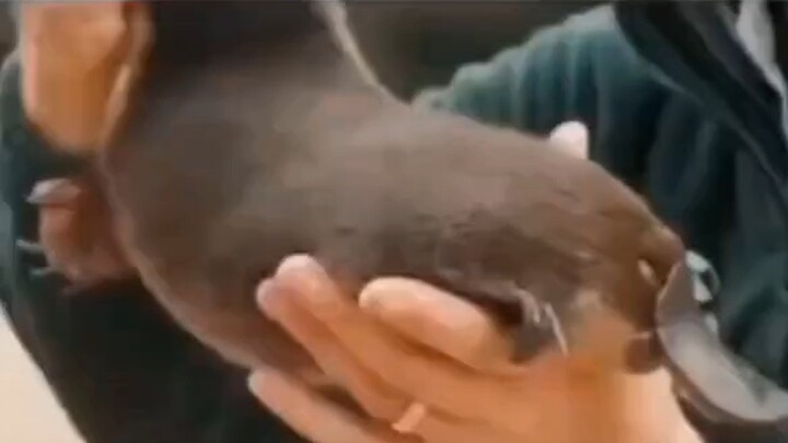 Từ chối biểu diễn động vật, nhưng động vật nhất định phải biểu diễn.