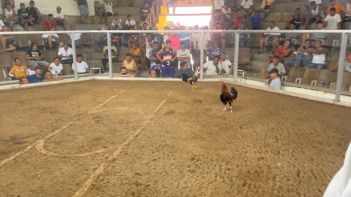 14 months Lacy Roundhead