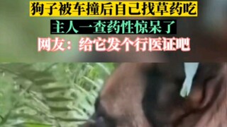 After getting injured, the dog found medicinal herbs to eat on its own.