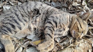 [Kucing] Lihat dengan Seksama, Ada Kucing di Sini