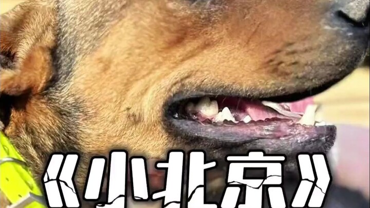นักดาบภาคตะวันตกเฉียงเหนือ