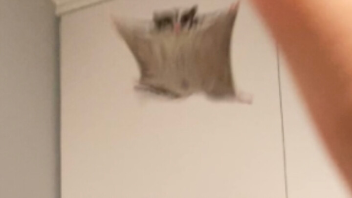 Seekor sugar glider terbang menjauh dari tanganmu, dan kamu sengaja tidak menangkapnya. Emangnya itu