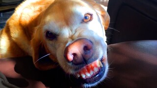 This Is How This Dog Smiles | Funny Pet Videos