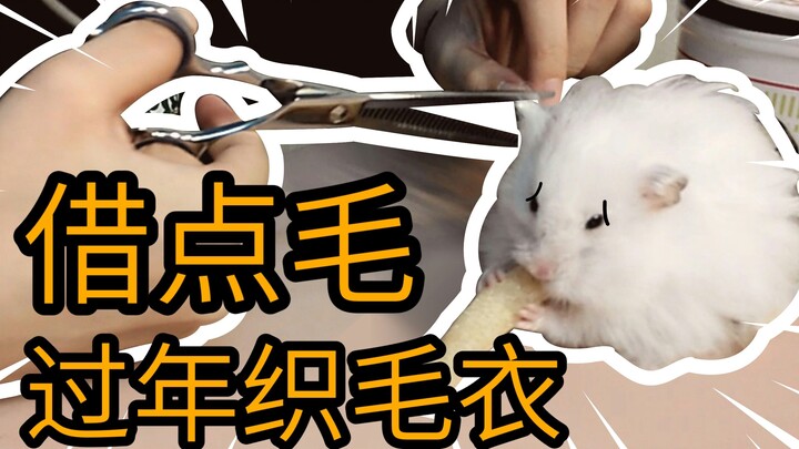 Hamster nhiều lông quá thì không ổn, chi bằng cắt lông rồi đan áo len [Hamster]