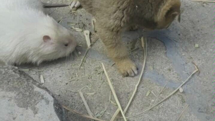Even little animals can get along in harmony.