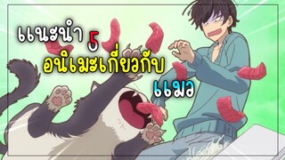 เเนะนำ5อนิเมะ? ที่เกี่ยวกับน้องเเมว!! เอาไว้ดูคลายเครียด