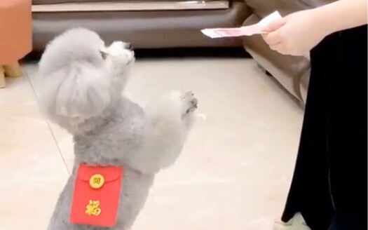 A dog’s worth is realized in a single moment.