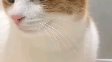 Tentang kucing.