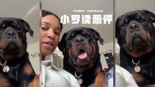 The Rottweiler read bad reviews‼ ️The baby is almost crying‼ ️