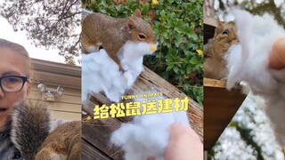 天冷了，给松鼠送点建材🐿️