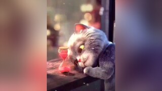 1 lần này nữa thôi e ...  share sad music foryou meocute buồn jack songgio tt