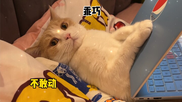 And who could possibly resist a cat-shaped phone holder?