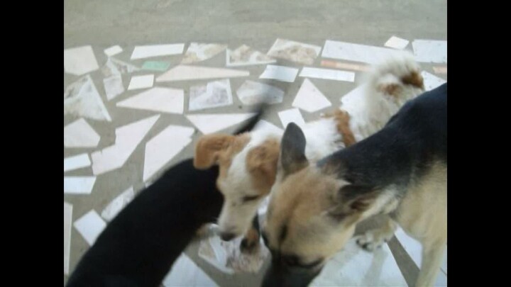 Besh, Takgu and Sora