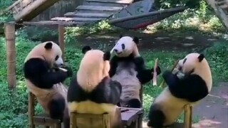Too cute to handle 😍. Pandas 🐼