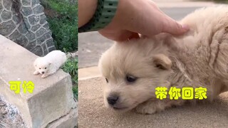 A puppy was abandoned at the bridgehead; a man approached to test the situation, but in the end, he 