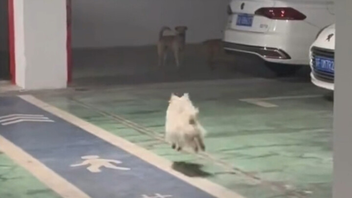 Why do they keep bouncing and connecting?