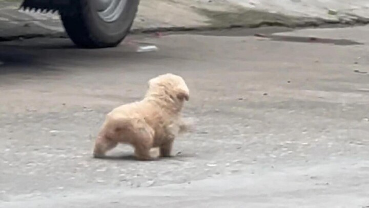 Mengapa anak anjing bisa sebahagia itu?