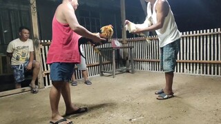 preparing for 6 stag derby by salpukan