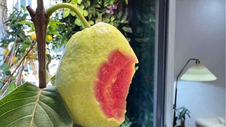 Fruit tastes better when it ripens on the tree.