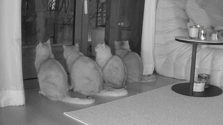 Kucing kecil tidak tahu apa itu Tahun Baru Imlek, yang dia tahu hanyalah si pembersih kotoran pergi 