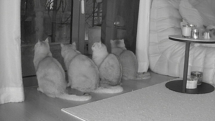 小猫咪哪知道什么叫过年，它只知道铲屎的出门打猎很久没回来了