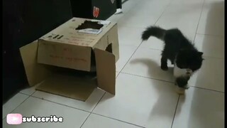 Two cute persian kittens playing each other.