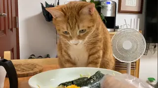 My cat loves to eat but still behaves