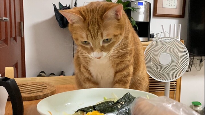 Chú mèo nhỏ tham ăn lễ phép và ngoan ngoãn lại đến xin ăn