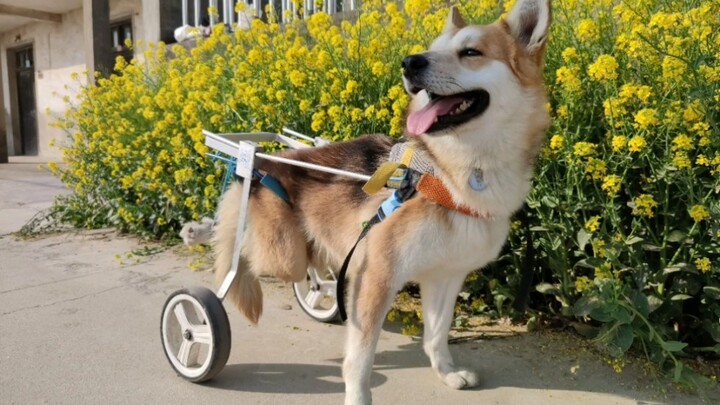 When a dog gets a wheelchair... These days, even if the dog doesn't have a car or a house, it's hard