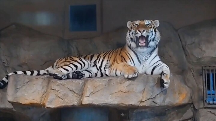 The snow leopard’s reaction upon hearing the roar of the Siberian tiger: “That cat over there—why is