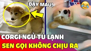 Chú chó Corgi chui vào 'TỦ LẠNH' nằm ngủ khiến Sen bất lực vì kêu mãi 'KHÔNG CHỊU RA' 😅 Gâu Đần