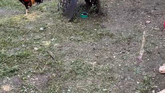 Harold Brown Hatch Stag for feb