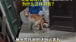 Tapi apa lagi yang telah dilakukan si kucing kecil ini? #HewanPeliharaan#Kucing