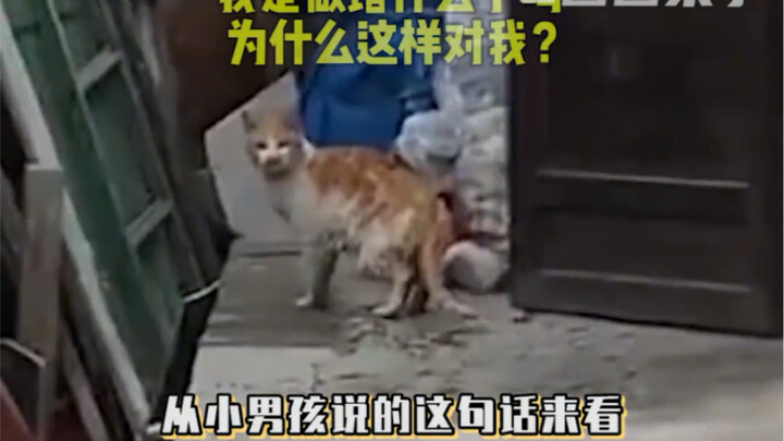 ماذا فعلت الهرة الصغيرة خطأً مرة أخرى؟ # حيوانات أليفة # هررة