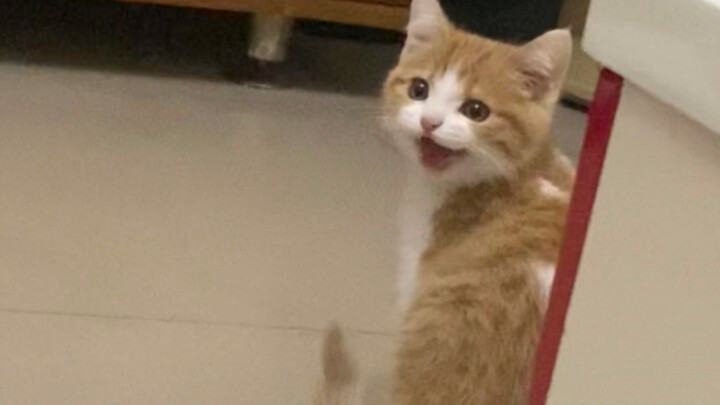 My cute kitten always responds to everything