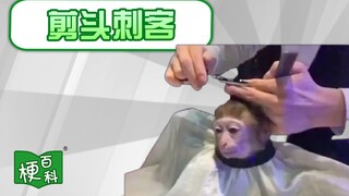 [Ensiklopedia Meme] Meme apa yang menyebutkan pembunuh bayaran yang memotong rambut tidak bisa menus