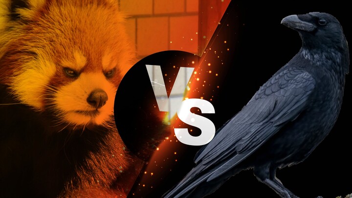 【Panda Kecil】dan Permusuhan Abadi dengan Gagak