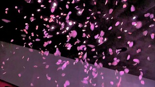 Nơi cánh hoa anh đào bay, khi mưa hoa hát vang