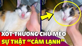 Xót xa chú mèo 'RA ĐI TỨC TƯỞI' và sự thật phía sau làm ai nấy 'CẢM LẠNH' 😢 Gâu Đần