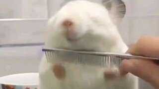 A huge wave of squishy dumplings is coming!!! Sir, would you like to try one?