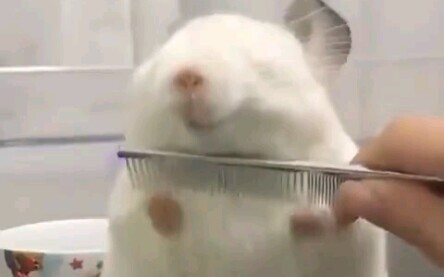 A huge wave of squishy dumplings is coming!!! Sir, would you like to try one?